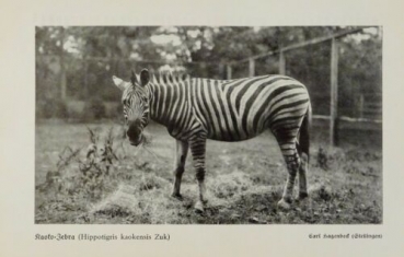 1926 - Kaoko-Zebra/ Riesenzebra - alter Druck